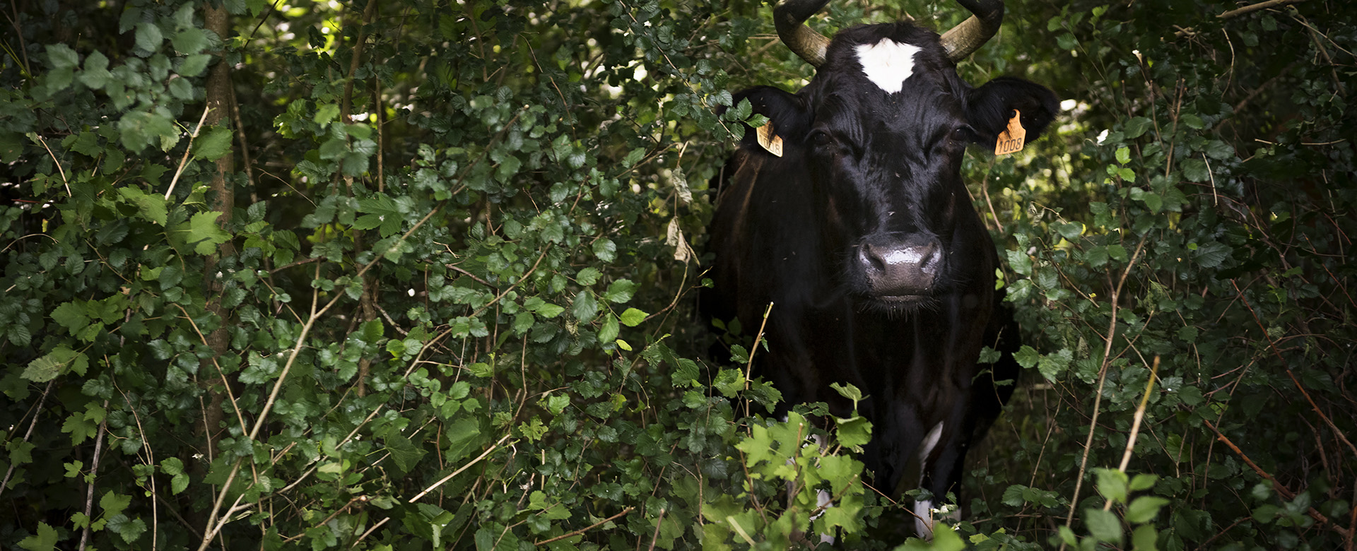 Préservons les milieux naturels