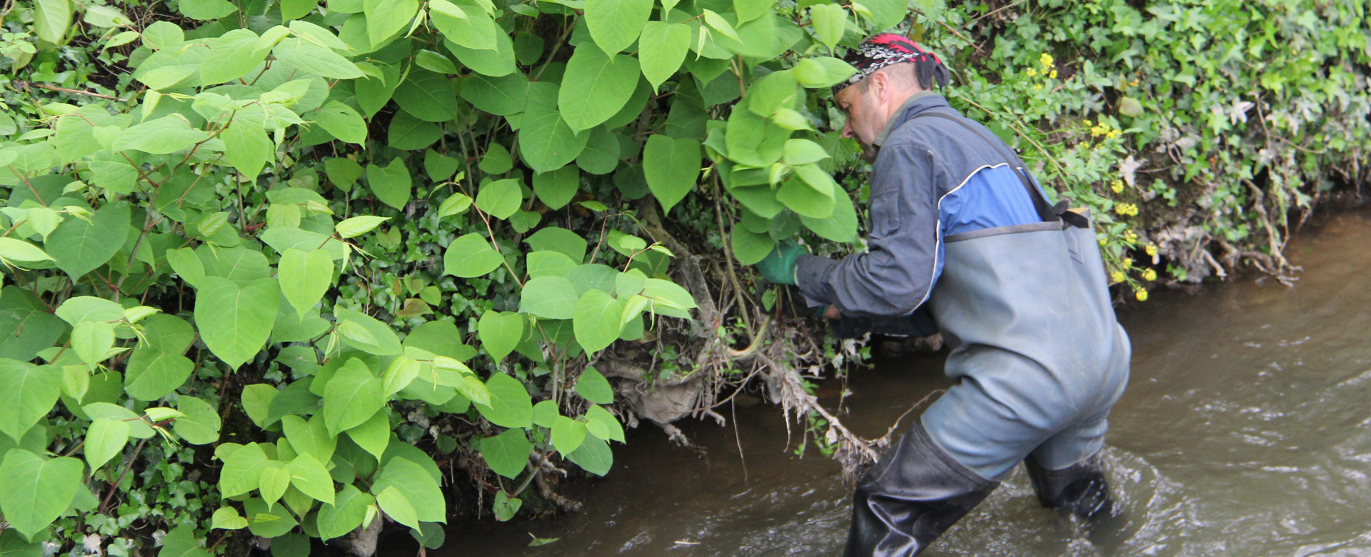 Lutter contre les espèces invasives