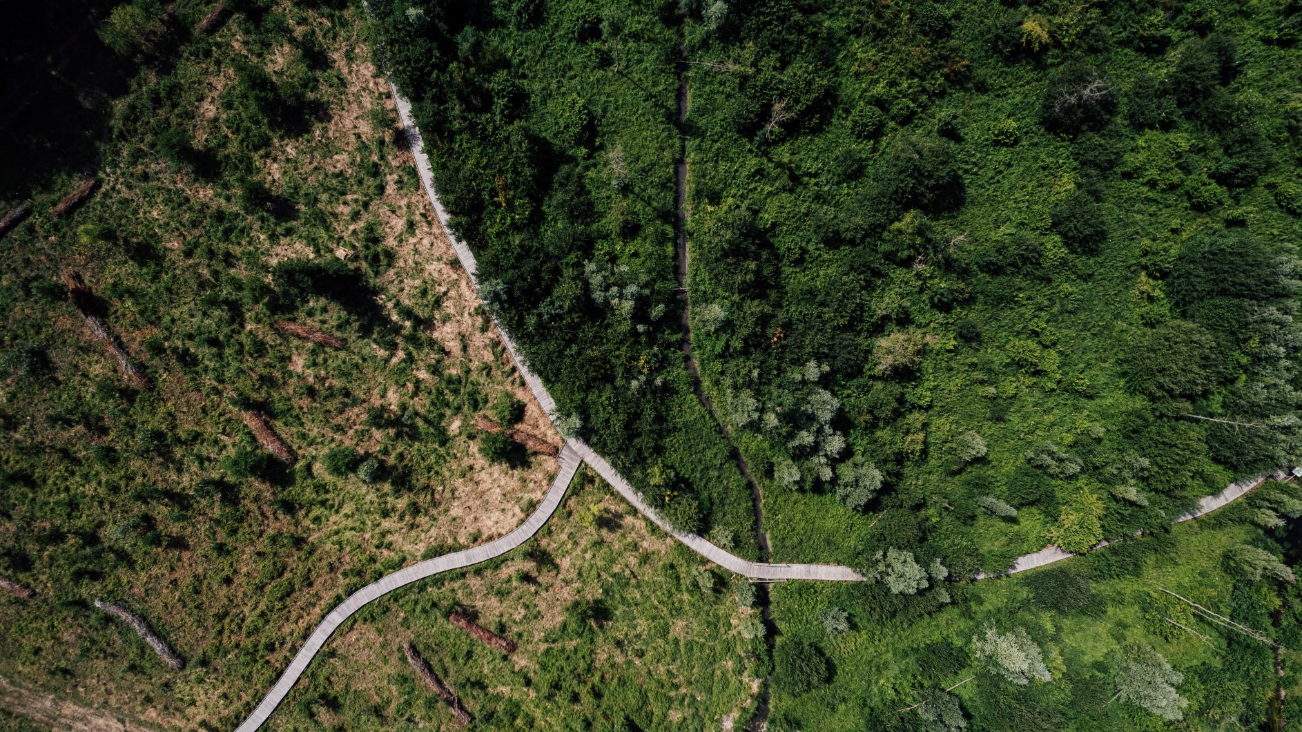 Restauration d’un boisement alluvial dans la zone humide des Pâtures