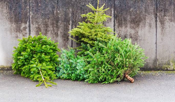 Une seconde vie pour votre sapin