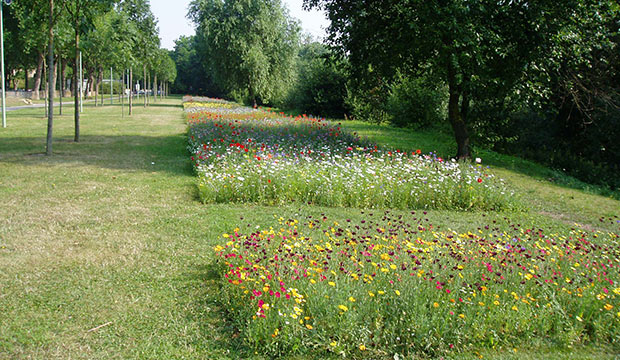 Gestion différenciée des espaces verts pour la biodiversité