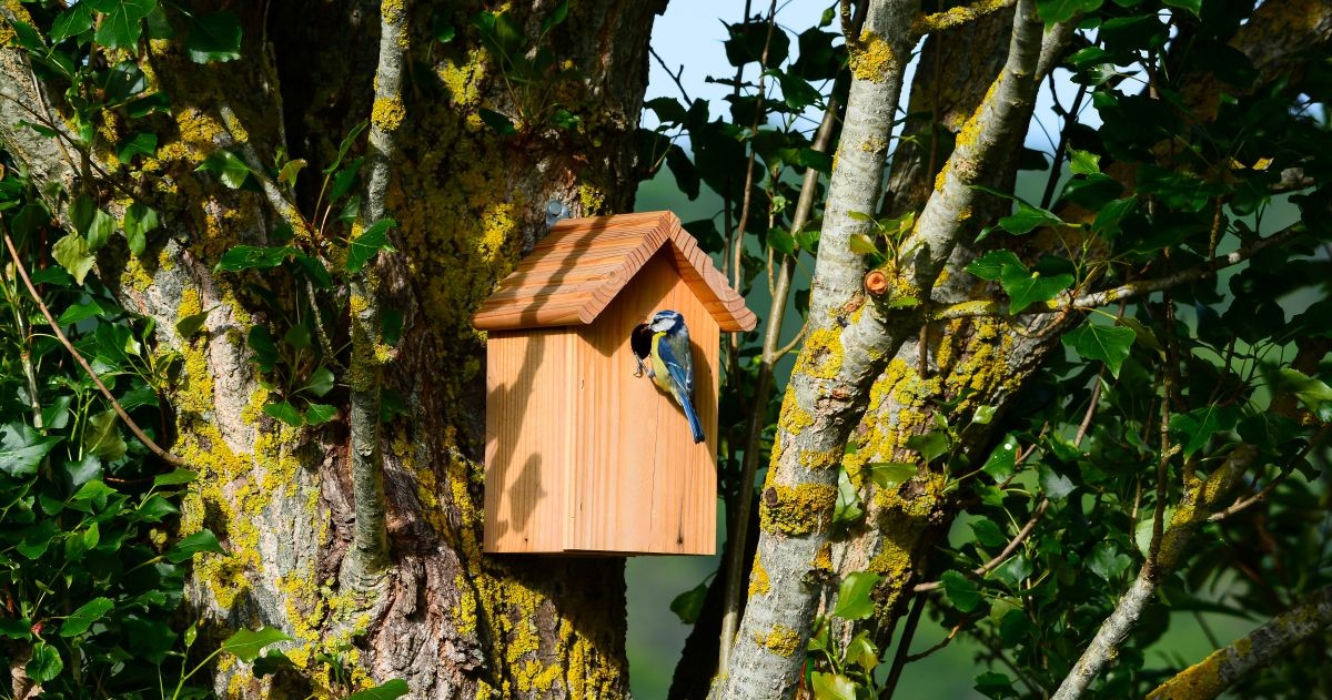 Le plan faune sauvage