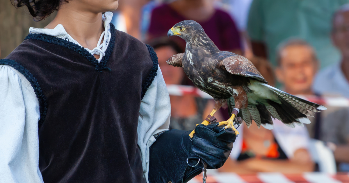 Spectacle de fauconnerie à Anymania