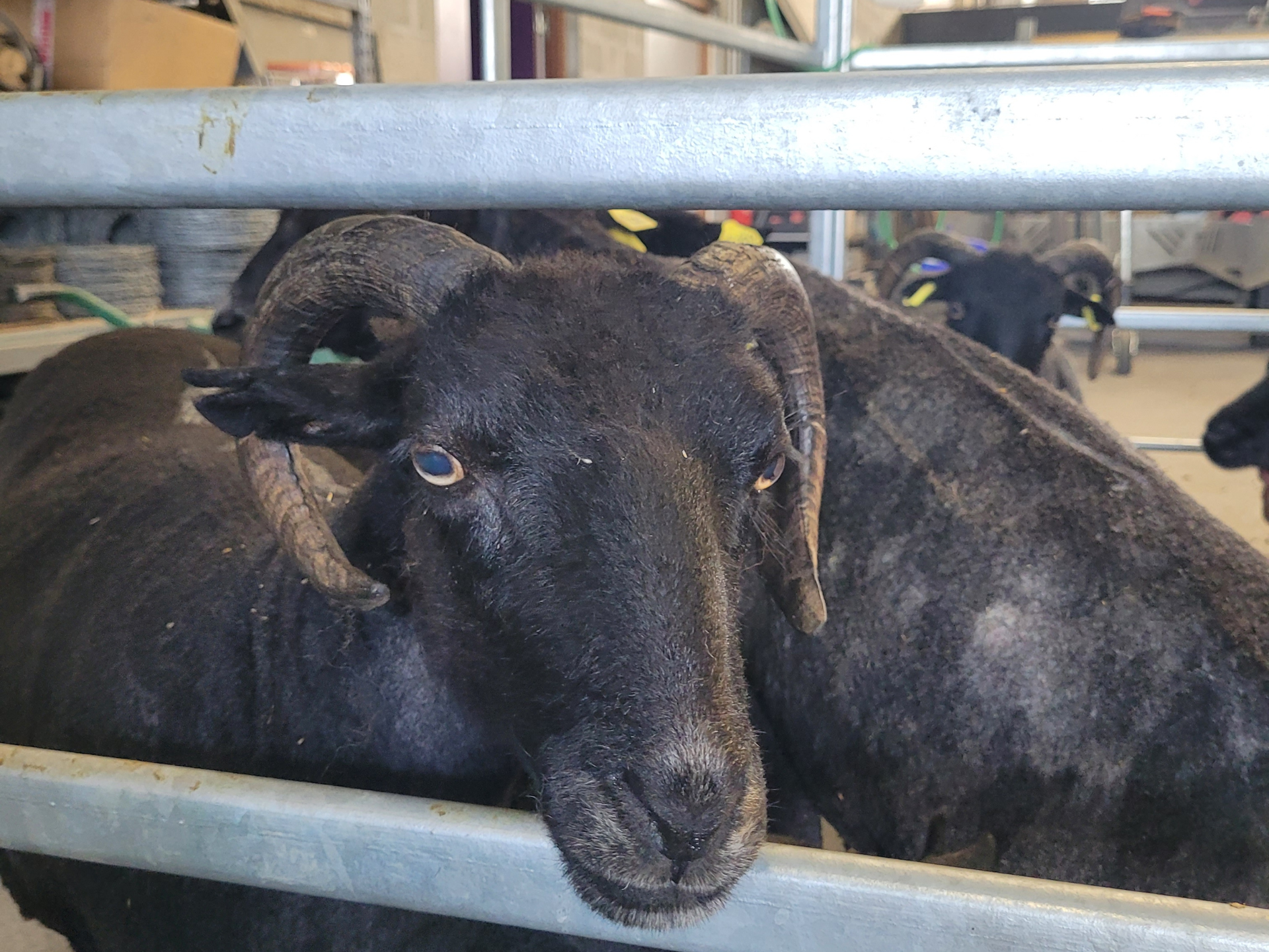 Les moutons de l’Agglo en tenue d’été