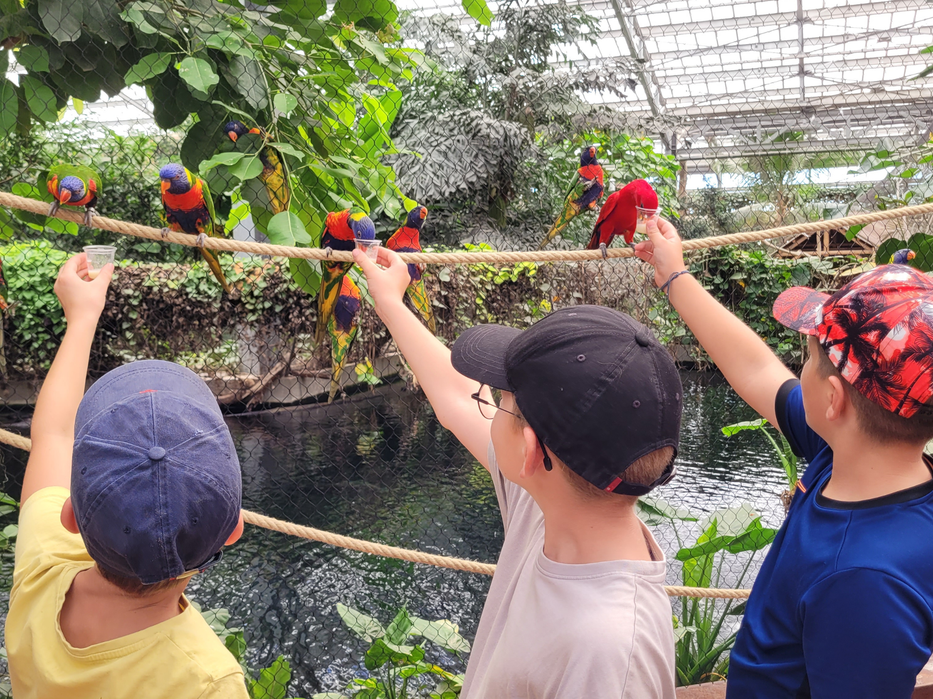 Biotropica : le retour des loriquets